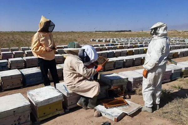 تولید بیش از ۳۱ هزار کیلوگرم عسل در شهرستان کاشمر