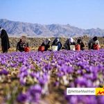 خشکسالی ۳۶۰۰ میلیارد ریال به زعفران‌کاران بجستانی خسارت وارد کرد