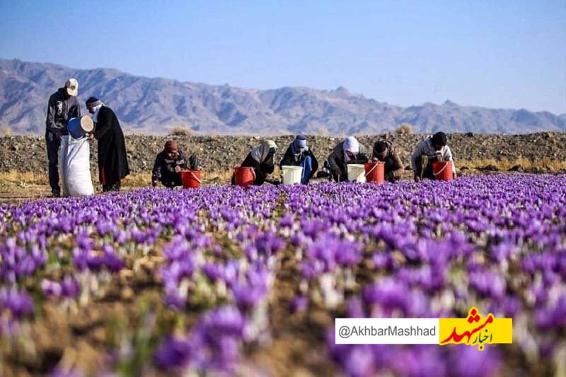 خشکسالی ۳۶۰۰ میلیارد ریال به زعفران‌کاران بجستانی خسارت وارد کرد
