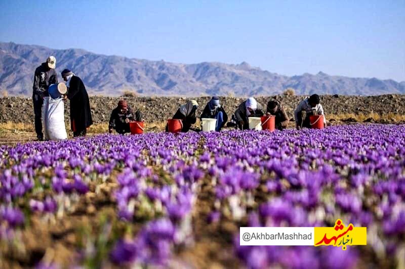 خشکسالی ۳۶۰۰ میلیارد ریال به زعفران‌کاران بجستانی خسارت وارد کرد