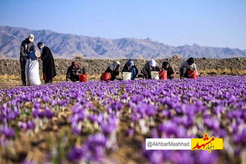 خشکسالی ۳۶۰۰ میلیارد ریال به زعفران‌کاران بجستانی خسارت وارد کرد