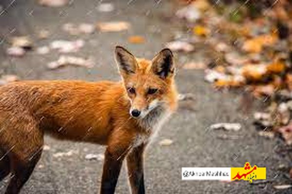 در مشهد فقط ۴ روباه را گرفتیم/ غذا دهی به روباه‌ها توسط انسان‌ها علت افزایش آنهاست
