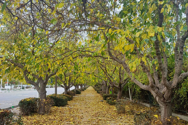 کیفیت هوای مشهد از پاک به سالم تغییر کرد