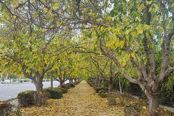 کیفیت هوای مشهد از پاک به سالم تغییر کرد