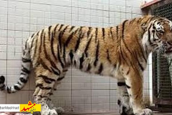 چهار قلاده ببر در مشهد کشف شد