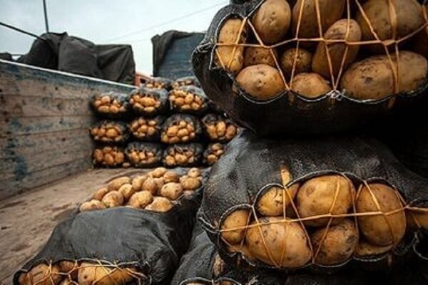 سیب‌زمینی در مشهد گران شد