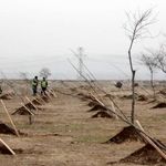 مدیرکل منابع طبیعی خراسان رضوی: ۴۰۰ هزار اصله نهال از ابتدای هفته توزیع شد