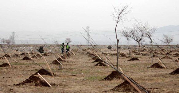 مدیرکل منابع طبیعی خراسان رضوی: ۴۰۰ هزار اصله نهال از ابتدای هفته توزیع شد