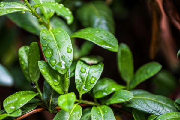 پیش‌بینی هواشناسی مشهد و خراسان رضوی امروز (دوشنبه، ۲۵ اسفند ۱۴۰۴) | بارش باران از اواخر وقت امروز تا آخر هفته