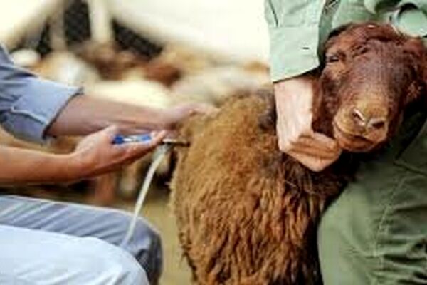 ثبت ۴۰ کانون تب برفکی در خراسان رضوی