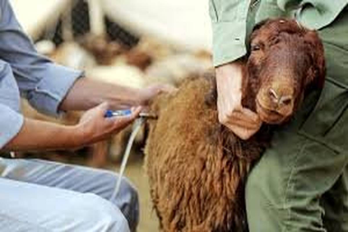 ثبت ۴۰ کانون تب برفکی در خراسان رضوی