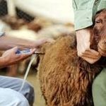 ثبت ۴۰ کانون تب برفکی در خراسان رضوی