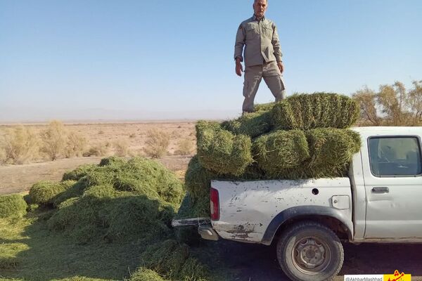 ۹ تن علوفه در زیستگاه‌های حیات وحش سبزوار توزیع شد