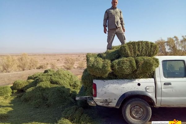 ۹ تن علوفه در زیستگاه‌های حیات وحش سبزوار توزیع شد