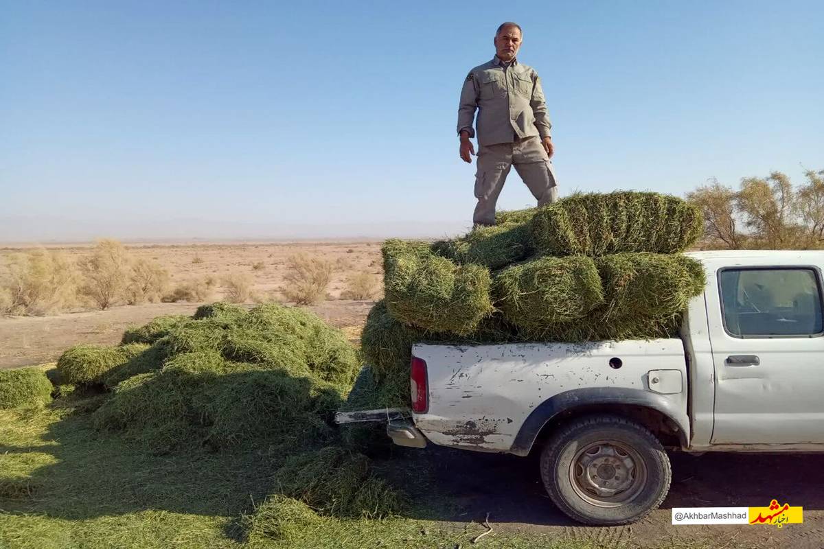 ۹ تن علوفه در زیستگاه‌های حیات وحش سبزوار توزیع شد