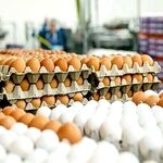 قیمت امروز گوشت، مرغ و تخم مرغ در مشهد (یکشنبه ۲۰ اردیبهشت ۱۴۰۵) | کاهش قیمت تخم مرغ