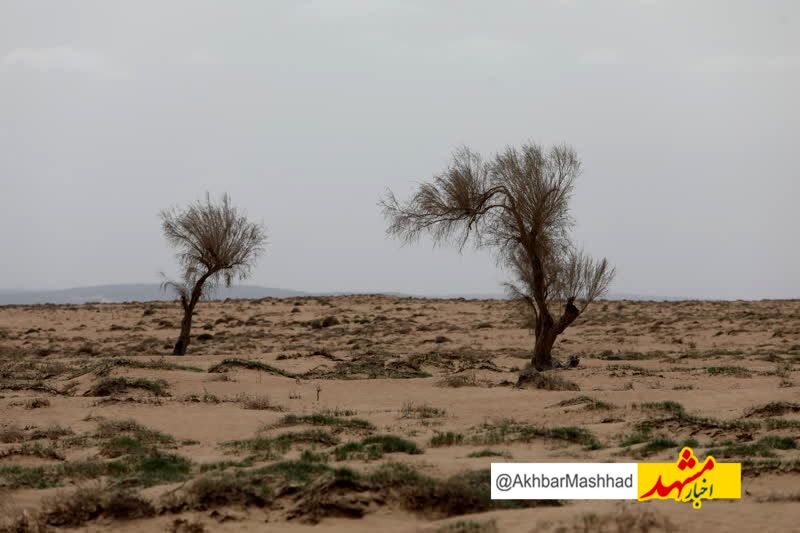 افزایش بی‌سابقه حریق در عرصه‌های طبیعی قوچان به دلیل خشکسالی