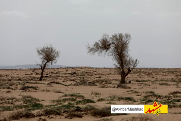 افزایش بیسابقه حریق در عرصههای طبیعی قوچان به دلیل خشکسالی