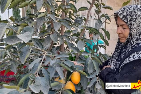 بانوی رادکانی میوه‌های استوایی تولید کرد