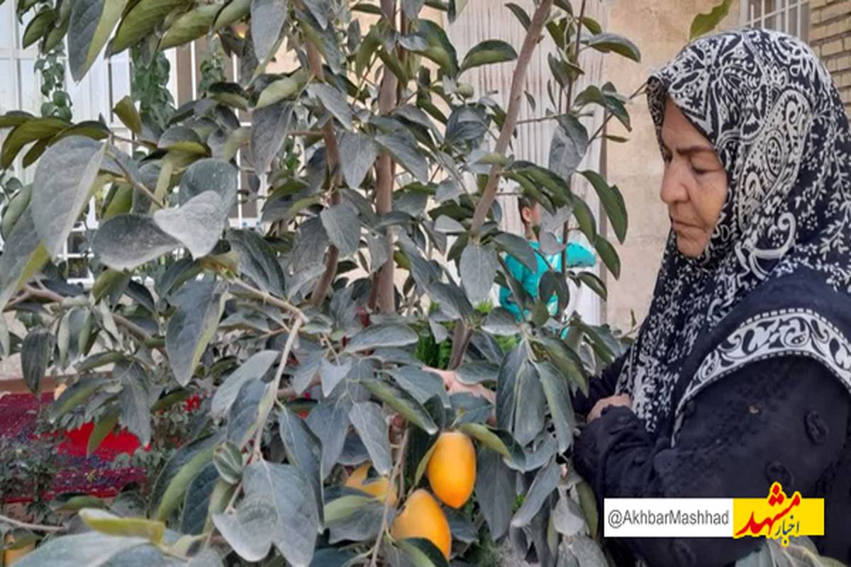 بانوی رادکانی میوههای استوایی تولید کرد
