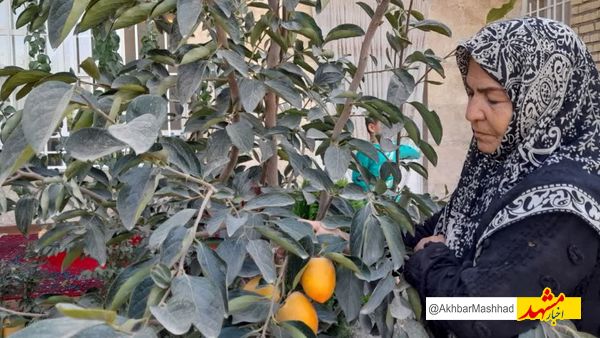 بانوی رادکانی میوه‌های استوایی تولید کرد