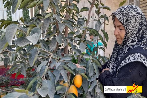 بانوی رادکانی میوه‌های استوایی تولید کرد