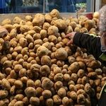 نوسان قیمت صیفی‌جات در بازار مشهد | سیب‌زمینی و پیاز در صدر لیست کالا‌های پرمصرف
