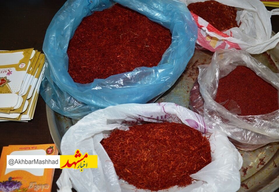خراسان رضوی در تب و تاب «طلای سرخ»| تغییرات اقلیمی ۵۰ درصد تولید زعفران را هدف گرفت