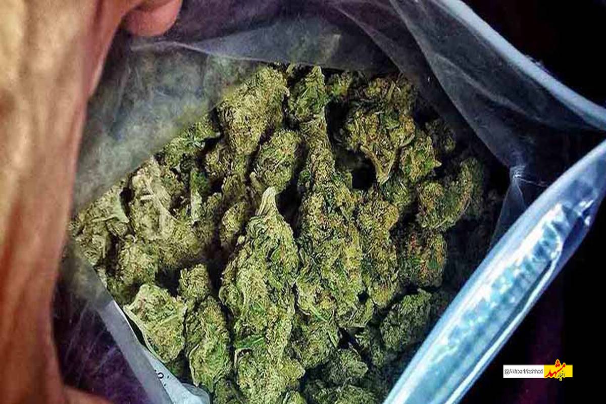 عوارض مصرف گُل در نوجوانان؛ از بی انگیزگی تا آسیبهای مغزی/ زنگ خطری که  جدی گرفته نمی شود