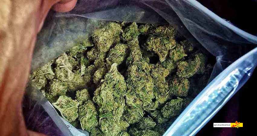 عوارض مصرف گُل در نوجوانان؛ از بی انگیزگی تا آسیب‌های مغزی/ زنگ خطری که  جدی گرفته نمی شود