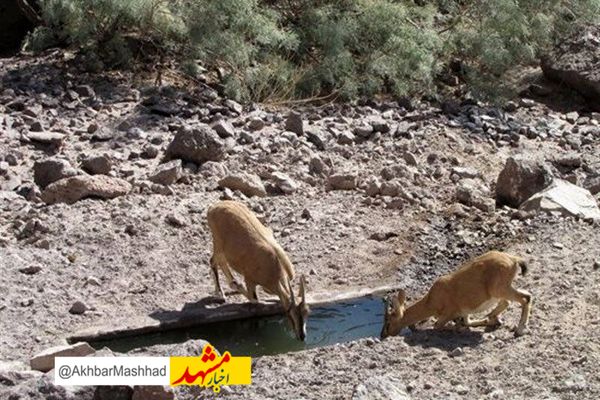 ۳۹۶ هزار لیتر آب شرب برای حیات وحش تایباد تامین شد