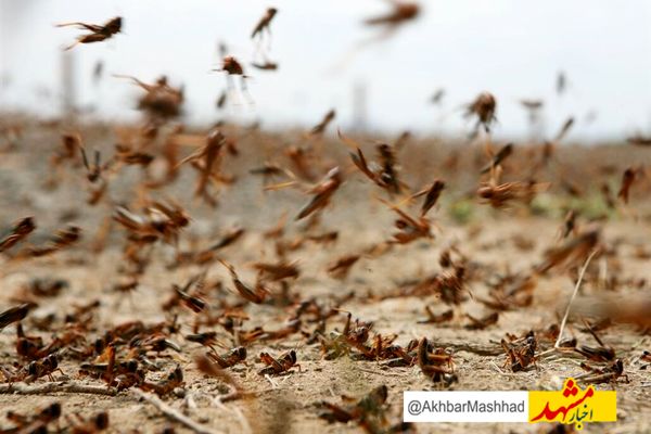 رصد و پایش 50 درصد کانون های هجوم ملخ در خراسان رضوی