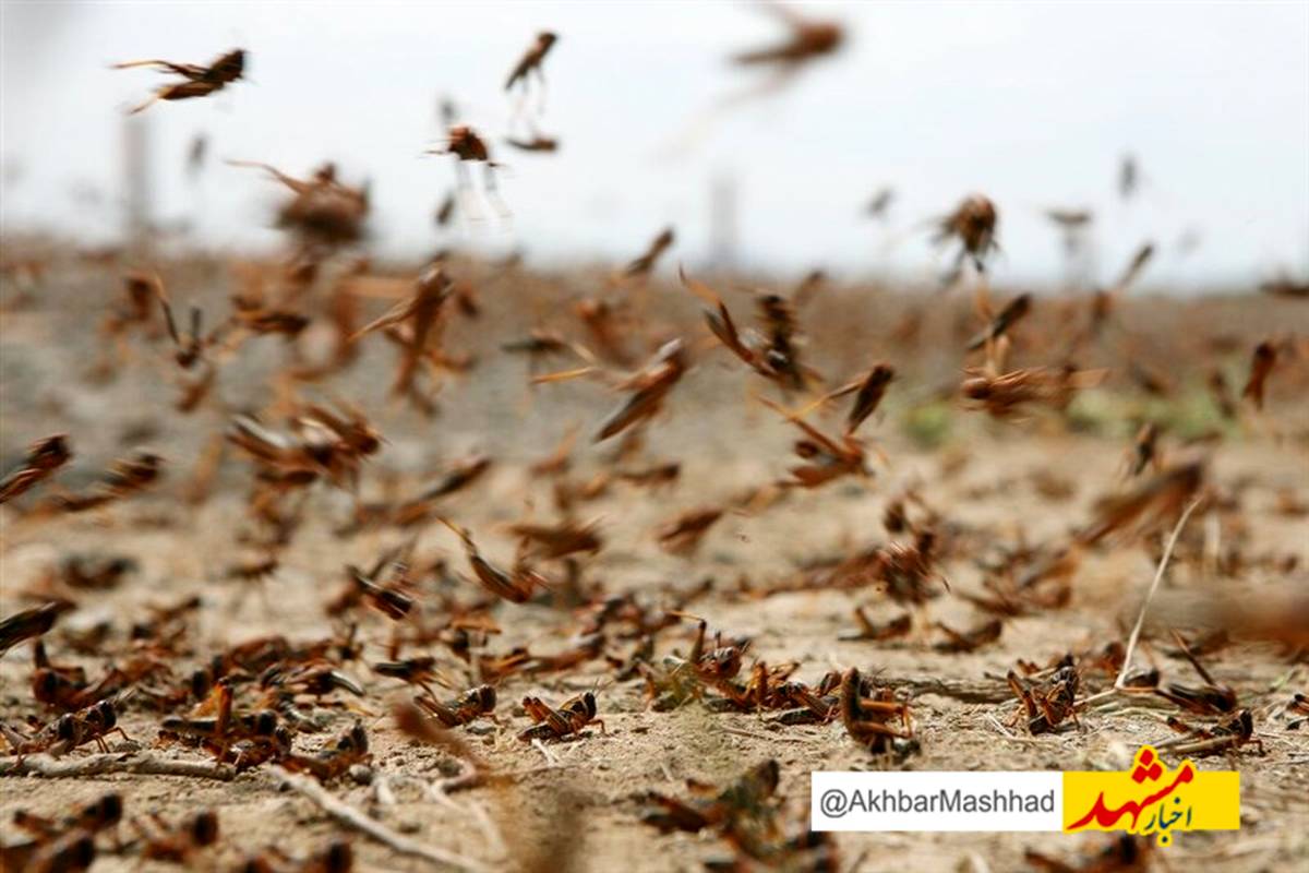 رصد و پایش 50 درصد کانون های هجوم ملخ در خراسان رضوی
