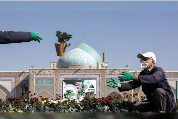 ۷۰ هزار بوته گل پاییزه در حرم رضوی کاشته شده است