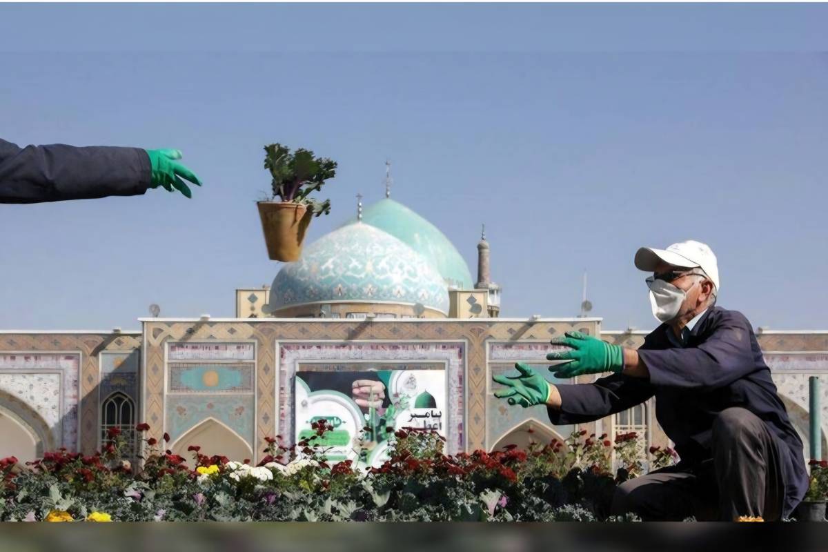 ۷۰ هزار بوته گل پاییزه در حرم رضوی کاشته شده است