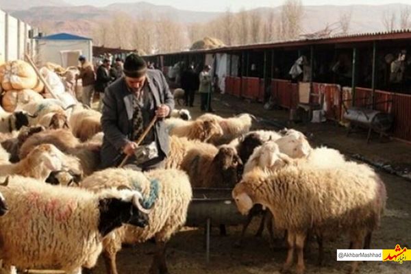 هشدار دامپزشکی برای پیشگیری از بروز تب کریمه کنگو