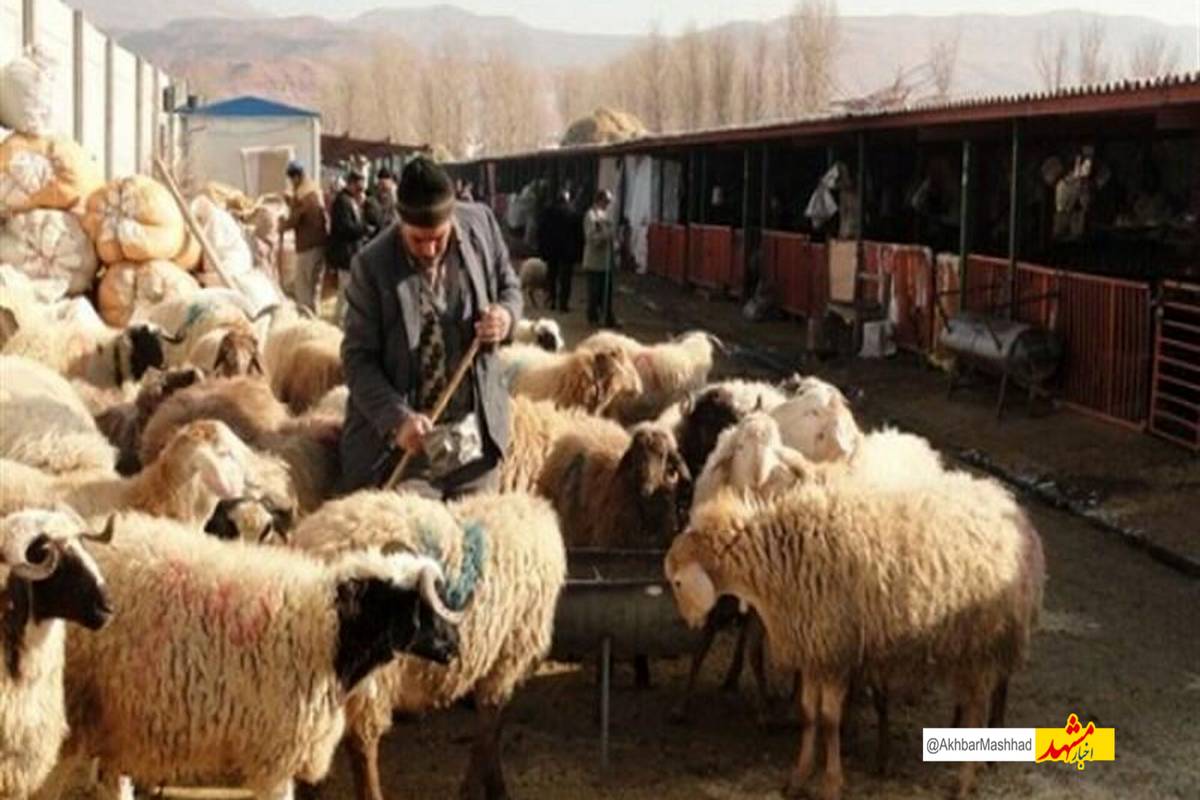 هشدار دامپزشکی برای پیشگیری از بروز تب کریمه کنگو