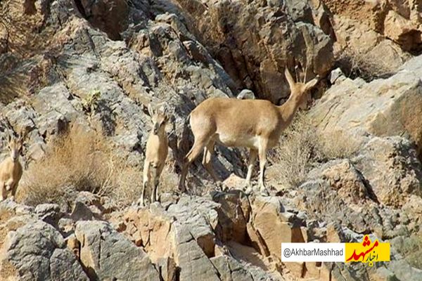 کشف سلاح و لاشه حیوانات وحشی از شکارچیان غیرمجاز در تربت‌حیدریه