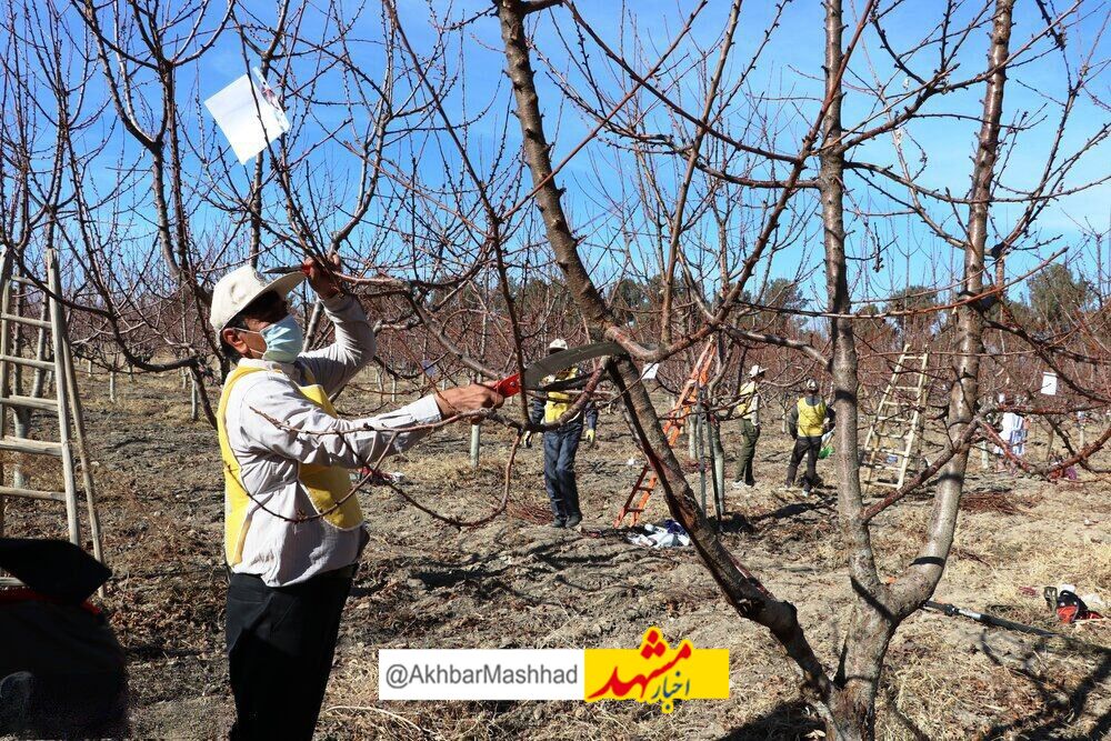 سرما تولیدات باغی کوهسرخ خراسان رضوی را نصف کرد
