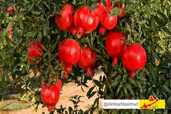برگزاری جشنواره انار در بجستان