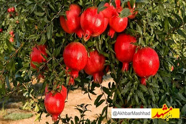 برگزاری جشنواره انار در بجستان