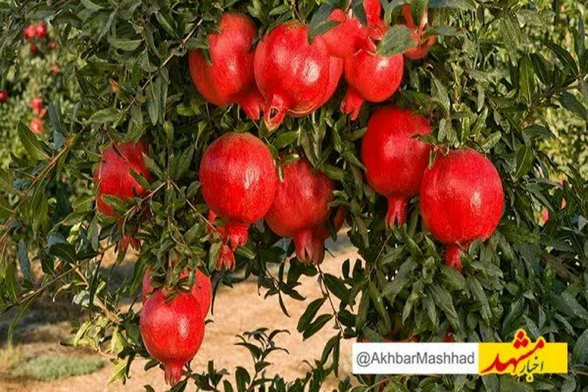 برگزاری جشنواره انار در بجستان