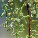 پیش‌بینی هواشناسی مشهد و خراسان رضوی امروز (پنجشنبه، ۲۸ اسفند ۱۴۰۴) | ورود سامانه بارشی به استان از فردا