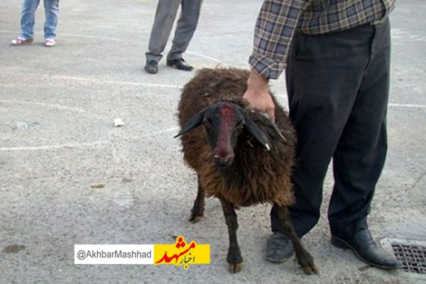 ایمن سازی دام عشایر اولویت مهم دامپزشکی است