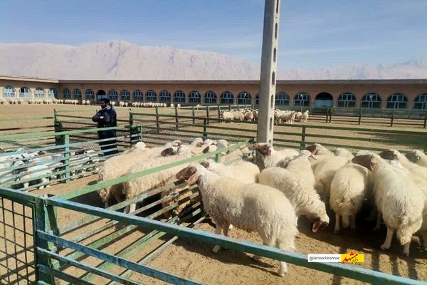 قطب تولید گوشت خراسان رضوی، کشتارگاه صنعتی ندارد