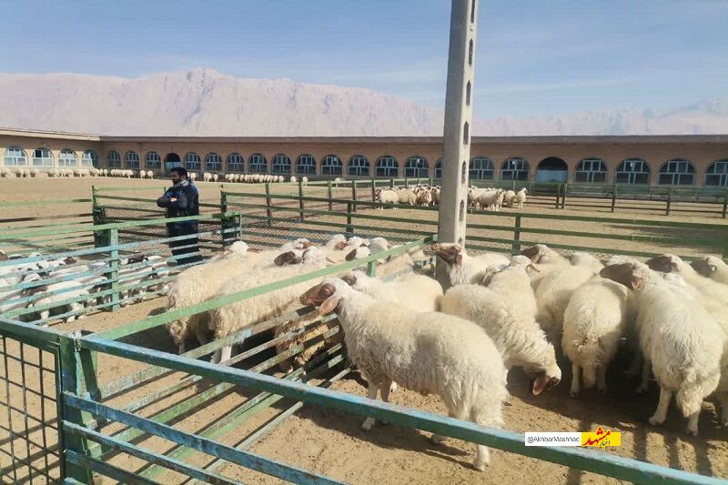 قطب تولید گوشت خراسان رضوی، کشتارگاه صنعتی ندارد