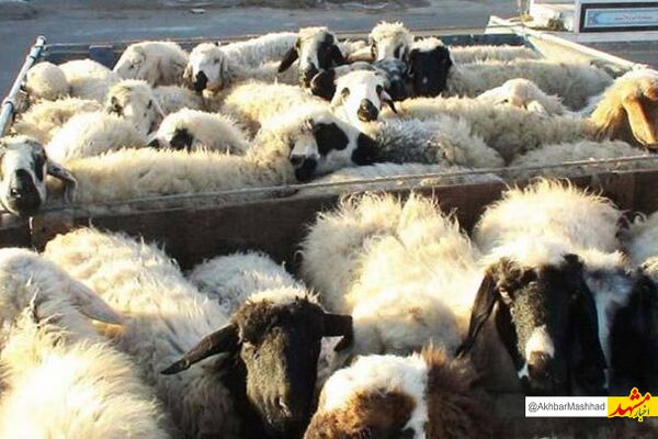 بازار دام مهدتوس مشهد به دلیل شیوع تب برفکی تعطیل شد 