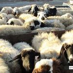 بازار دام مهدتوس مشهد به دلیل شیوع تب برفکی تعطیل شد 