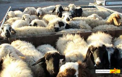 بازار دام مهدتوس مشهد به دلیل شیوع تب برفکی تعطیل شد 