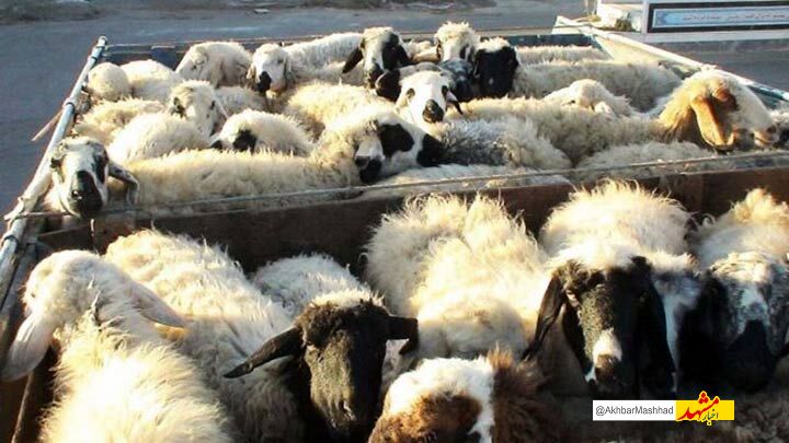 بازار دام مهدتوس مشهد به دلیل شیوع تب برفکی تعطیل شد 